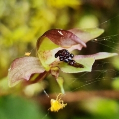 Chiloglottis trapeziformis at Acton, ACT - suppressed