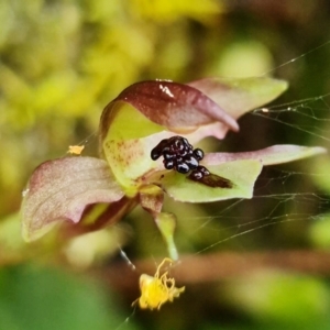 Chiloglottis trapeziformis at Acton, ACT - suppressed