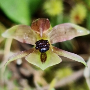 Chiloglottis trapeziformis at Acton, ACT - suppressed