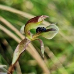 Chiloglottis trapeziformis at Acton, ACT - suppressed