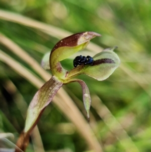 Chiloglottis trapeziformis at Acton, ACT - suppressed