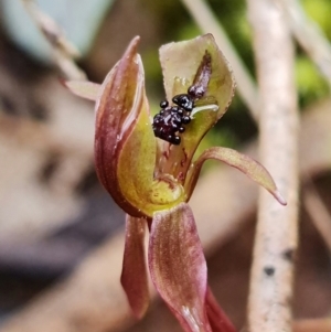 Chiloglottis trapeziformis at Acton, ACT - suppressed