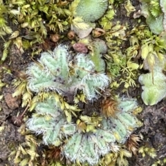 Riccia crinita (Liverwort) at Stirling Park - 21 Sep 2021 by JaneR