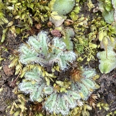 Riccia crinita (Liverwort) at Yarralumla, ACT - 21 Sep 2021 by JaneR