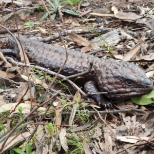 Tiliqua rugosa at Majura, ACT - 16 Sep 2021 10:58 AM