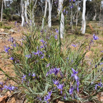 Stypandra glauca (Nodding Blue Lily) at Majura, ACT - 16 Sep 2021 by Helberth