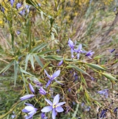 Stypandra glauca at Majura, ACT - 16 Sep 2021