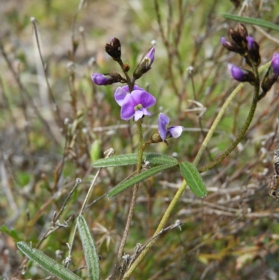 Glycine clandestina (Twining Glycine) at Kambah, ACT - 20 Sep 2021 by MatthewFrawley