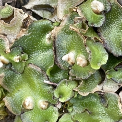 Lunularia cruciata (A thallose liverwort) at Stirling Park - 21 Sep 2021 by JaneR