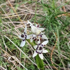 Wurmbea dioica subsp. dioica (Early Nancy) at Majura, ACT - 16 Sep 2021 by Helberth