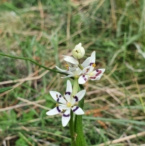 Wurmbea dioica subsp. dioica at Majura, ACT - 16 Sep 2021 10:40 AM