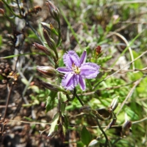 Thysanotus patersonii at Kambah, ACT - 20 Sep 2021 11:55 AM