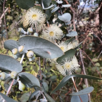 Eucalyptus cinerea (Argyle Apple) at Weston, ACT - 12 Sep 2021 by Helberth