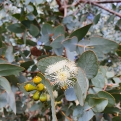 Eucalyptus cinerea at Weston, ACT - 12 Sep 2021