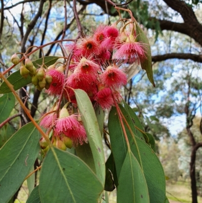 Eucalyptus leucoxylon (Yellow Gum) at Lyons, ACT - 12 Sep 2021 by Helberth