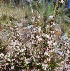 Cryptandra amara at Majura, ACT - 14 Sep 2021