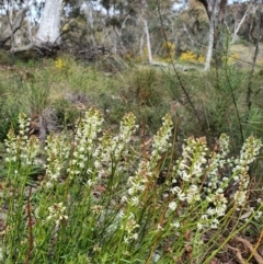 Stackhousia monogyna (Creamy Candles) at Majura, ACT - 16 Sep 2021 by Helberth