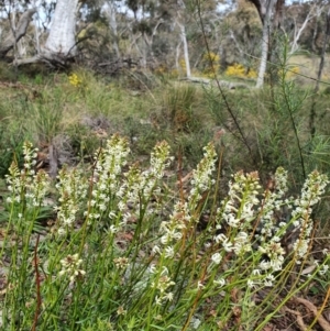 Stackhousia monogyna at Majura, ACT - 16 Sep 2021