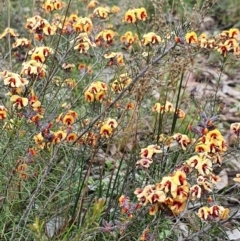 Dillwynia sp. Yetholme (P.C.Jobson 5080) NSW Herbarium at Majura, ACT - 16 Sep 2021 by Helberth