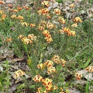 Dillwynia sp. Yetholme (P.C.Jobson 5080) NSW Herbarium at Majura, ACT - 16 Sep 2021