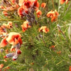 Dillwynia sp. Yetholme (P.C.Jobson 5080) NSW Herbarium at Kambah, ACT - 20 Sep 2021 by MatthewFrawley