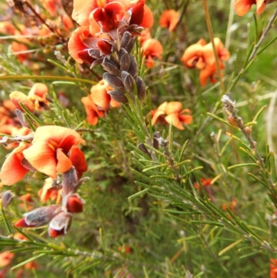 Dillwynia sp. Yetholme (P.C.Jobson 5080) NSW Herbarium at Kambah, ACT - 20 Sep 2021 by MatthewFrawley