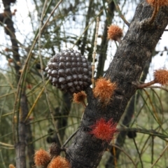 Allocasuarina verticillata (Drooping Sheoak) at Mount Taylor - 20 Sep 2021 by MatthewFrawley