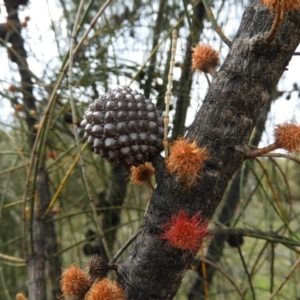 Allocasuarina verticillata at Kambah, ACT - 20 Sep 2021 11:52 AM