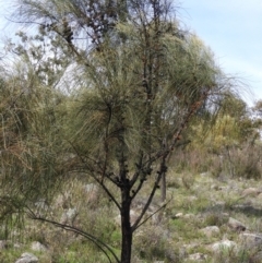 Allocasuarina verticillata at Kambah, ACT - 20 Sep 2021 11:52 AM