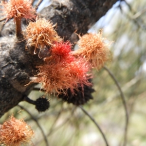 Allocasuarina verticillata at Kambah, ACT - 20 Sep 2021