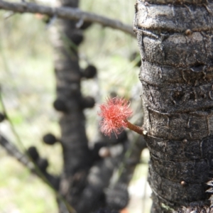 Allocasuarina verticillata at Kambah, ACT - 20 Sep 2021 11:52 AM