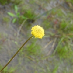 Craspedia variabilis (Common Billy Buttons) at Kambah, ACT - 20 Sep 2021 by MatthewFrawley