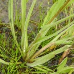 Craspedia variabilis at Kambah, ACT - 20 Sep 2021