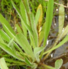 Craspedia variabilis at Kambah, ACT - 20 Sep 2021