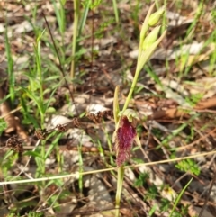 Calochilus robertsonii (Beard Orchid) at West Albury, NSW - 18 Sep 2021 by ClaireSee