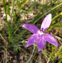 Glossodia major (Wax Lip Orchid) at West Albury, NSW - 18 Sep 2021 by ClaireSee