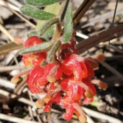 Grevillea alpina (Mountain Grevillea / Cat's Claws Grevillea) at Cook, ACT - 19 Sep 2021 by drakes