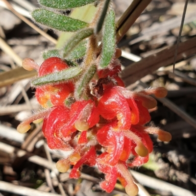 Grevillea alpina (Mountain Grevillea / Cat's Claws Grevillea) at Cook, ACT - 20 Sep 2021 by drakes