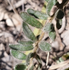 Grevillea alpina at Cook, ACT - 20 Sep 2021