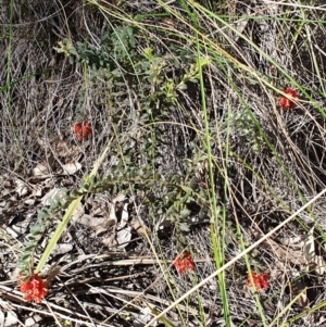 Grevillea alpina at Cook, ACT - 20 Sep 2021