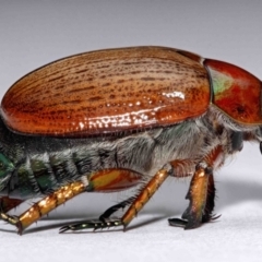 Anoplognathus brunnipennis (Green-tailed Christmas beetle) at Evatt, ACT - 12 Dec 2015 by TimL