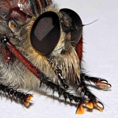 Neoaratus hercules (Herculean Robber Fly) at Evatt, ACT - 16 Dec 2016 by TimL