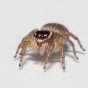 Maratus griseus at Evatt, ACT - 19 Sep 2021