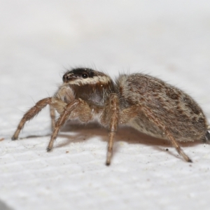 Maratus griseus at Evatt, ACT - 19 Sep 2021