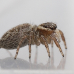 Maratus griseus at Evatt, ACT - 19 Sep 2021