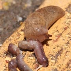 Deroceras reticulatum at Evatt, ACT - 18 Sep 2021 11:52 AM