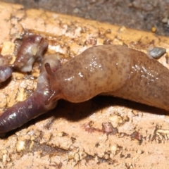 Deroceras reticulatum at Evatt, ACT - 18 Sep 2021 11:52 AM