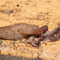 Deroceras reticulatum at Evatt, ACT - 18 Sep 2021 11:52 AM