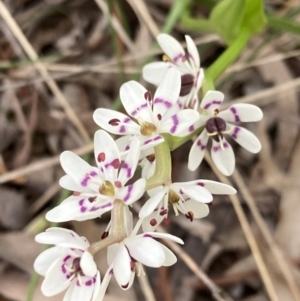 Wurmbea dioica subsp. dioica at Chifley, ACT - 21 Sep 2021 05:35 PM