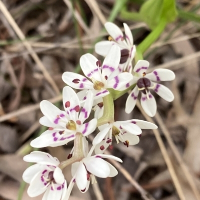 Wurmbea dioica subsp. dioica (Early Nancy) at Chifley, ACT - 21 Sep 2021 by George